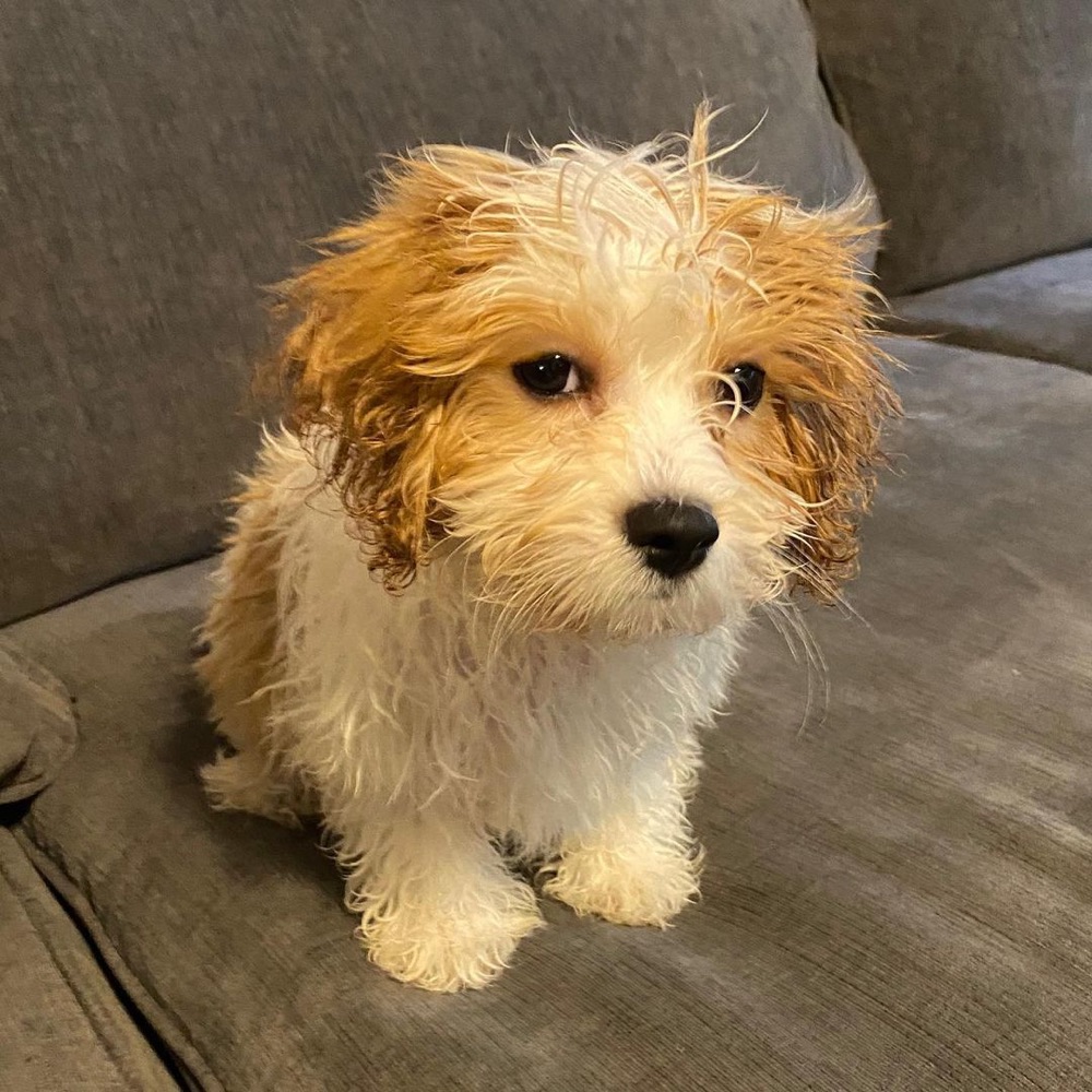 Fozzie, Cavachon puppy
