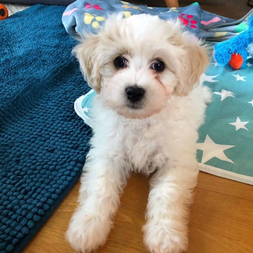 Max, Cavachon puppy