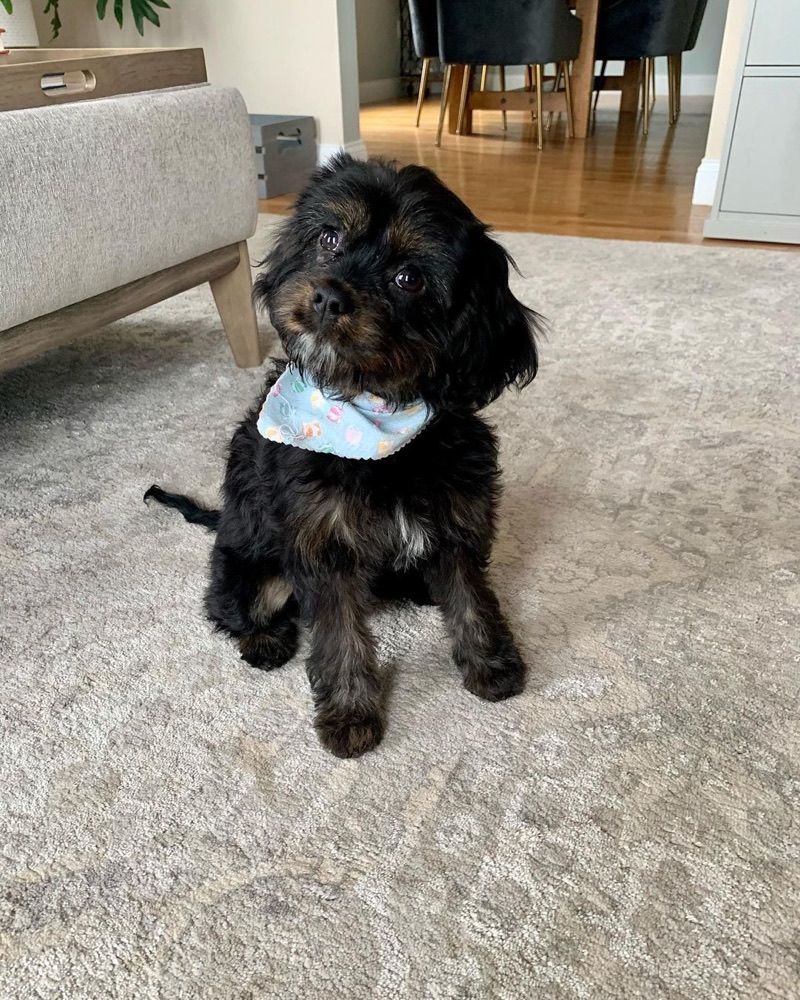 Milo, Cavachon puppy
