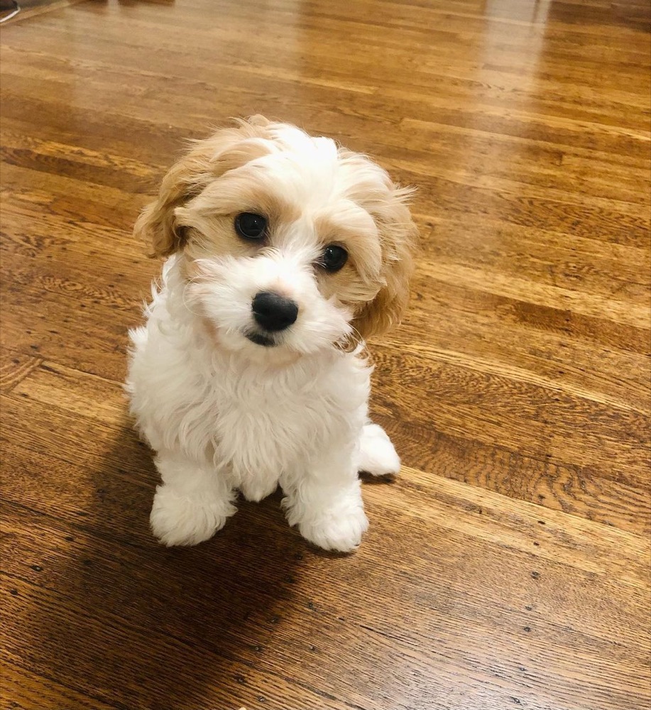 Cavachon puppy