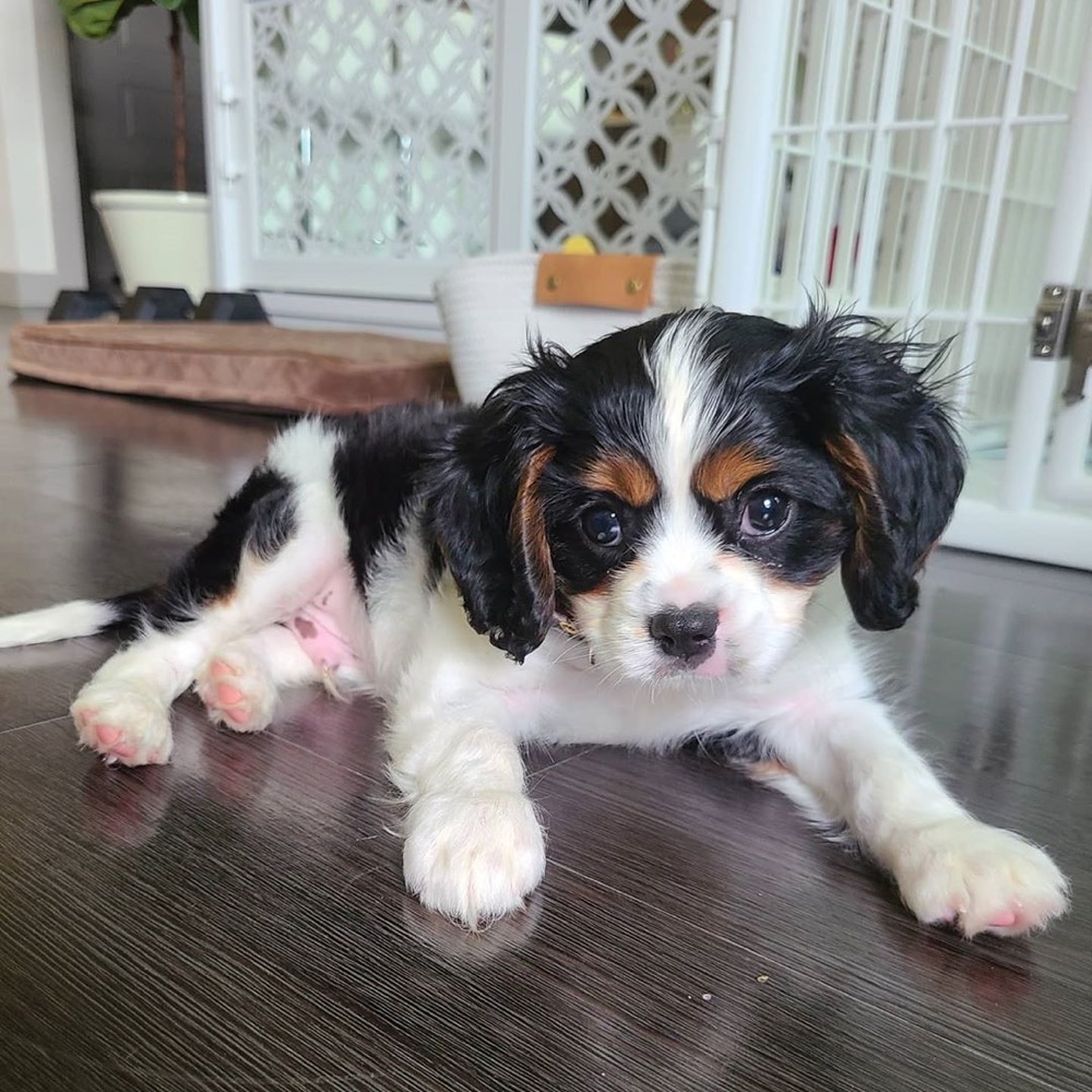 Bobo, Cavalier King Charles Spaniel puppy