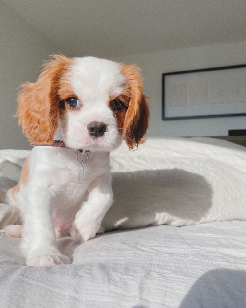 Garvin, Cavalier King Charles Spaniel puppy