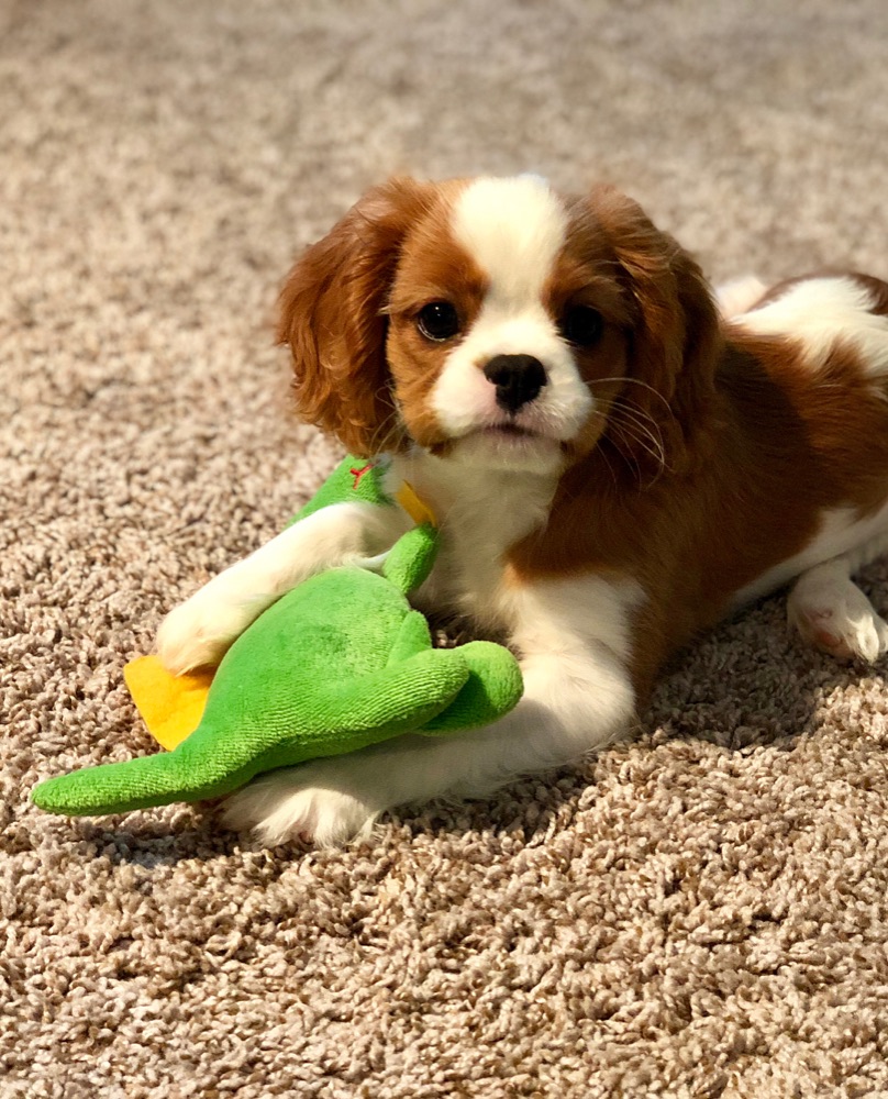 Ivy, Cavalier King Charles Spaniel puppy