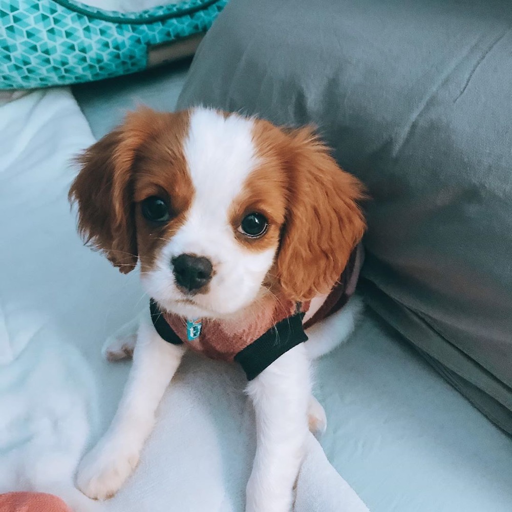 Cavalier King Charles Spaniel puppy