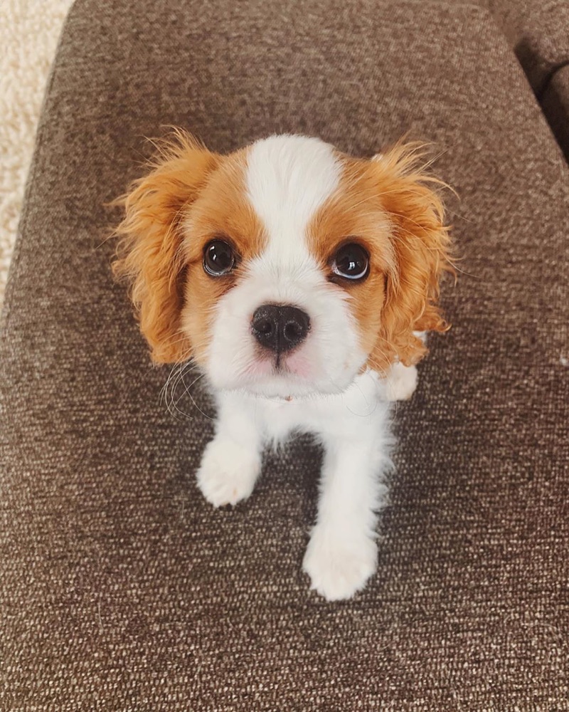 Sisi, Cavalier King Charles Spaniel puppy