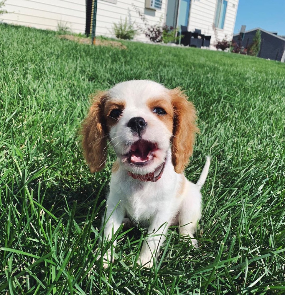 Swas, Cavalier King Charles Spaniel puppy