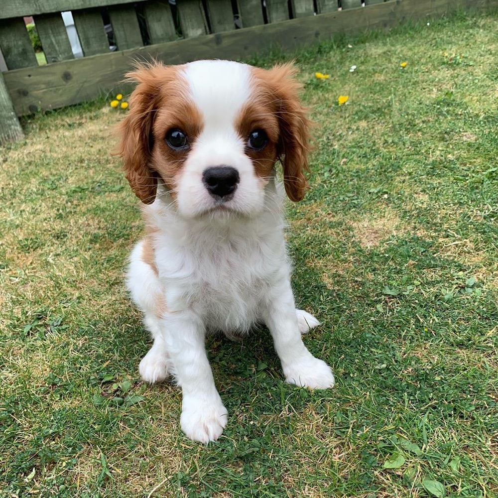 Tomi, Cavalier King Charles Spaniel puppy