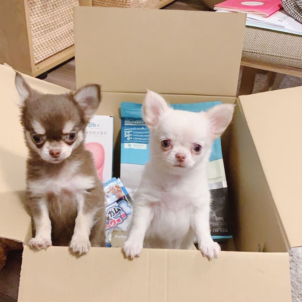 Apple, Chihuahua puppy