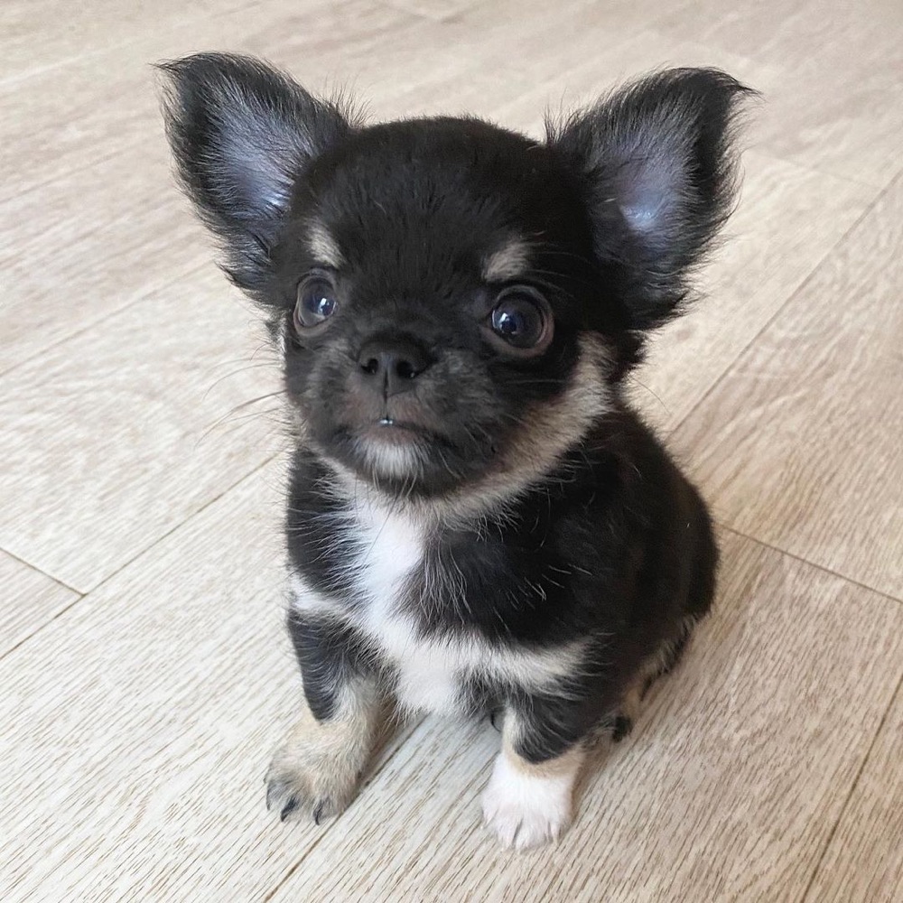 Cash, Chihuahua puppy