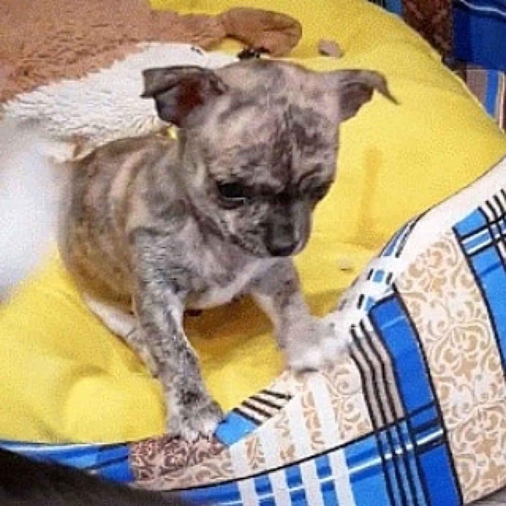 Colt, Chihuahua puppy
