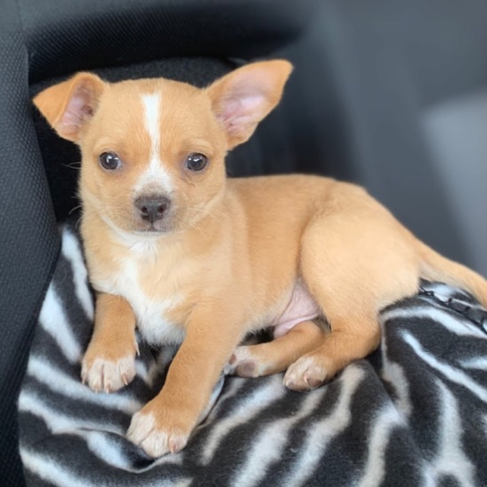 Chihuahua puppy