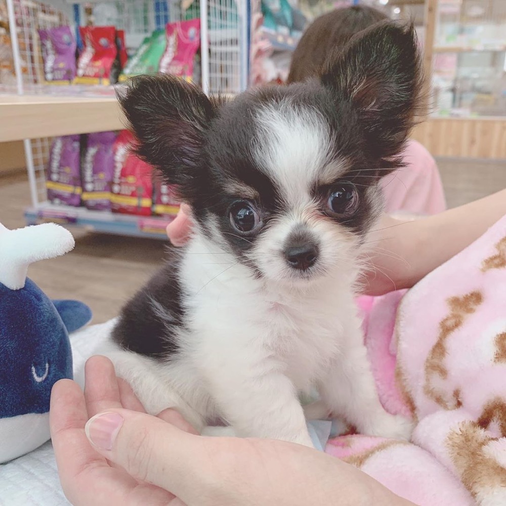 Joe, Chihuahua puppy