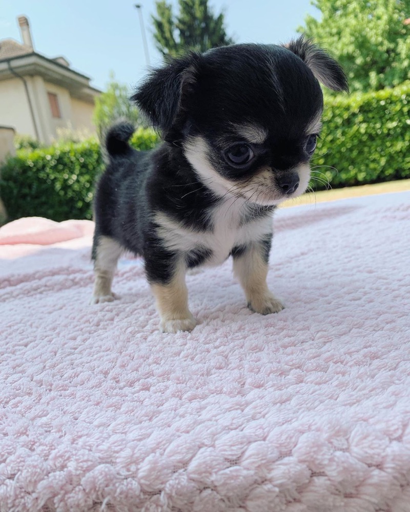 Kelly, Chihuahua puppy