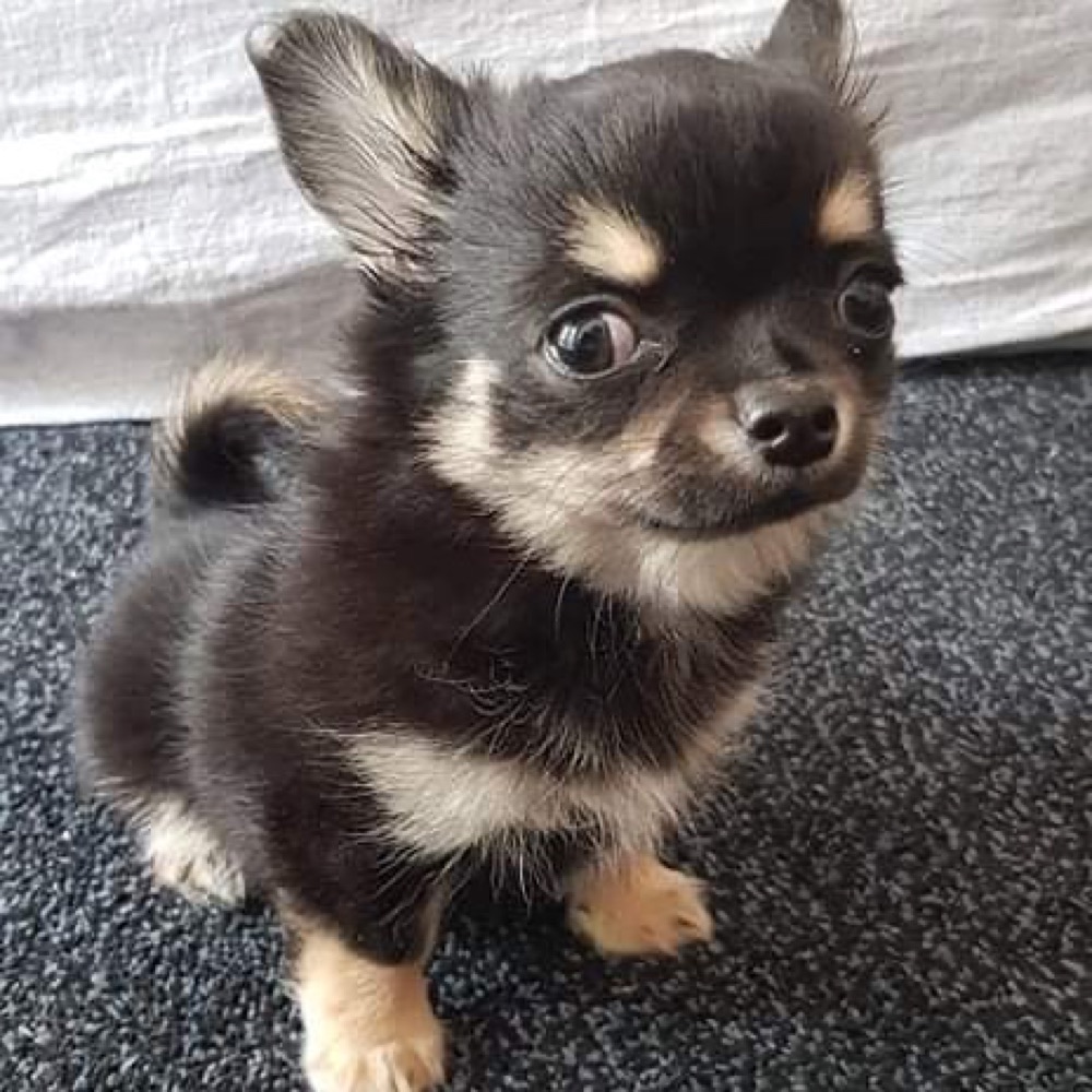 Kiko, Chihuahua puppy