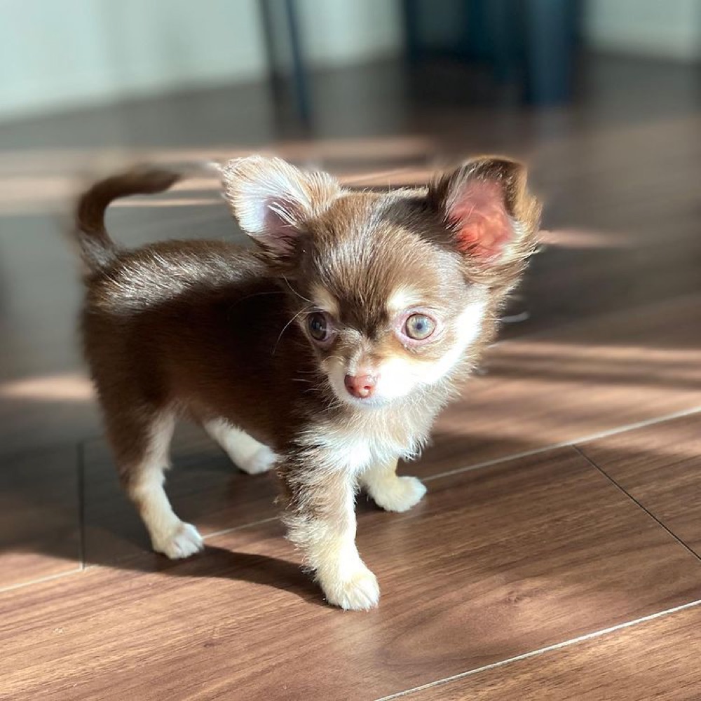 Lucy, Chihuahua puppy