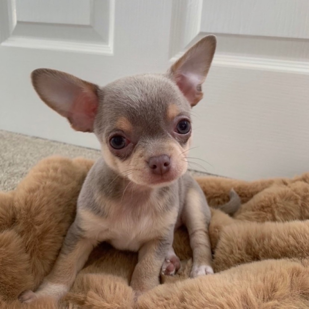 Spencer, Chihuahua puppy