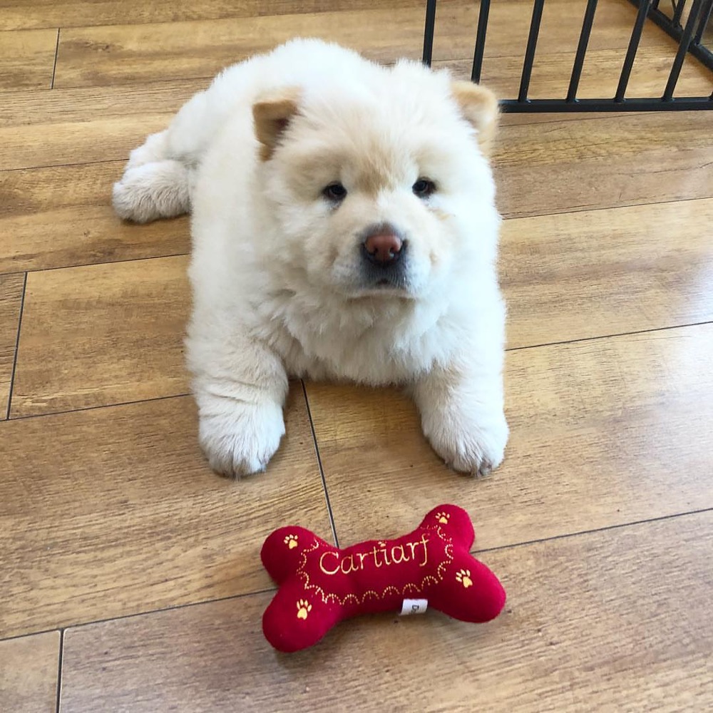 Bailey, Chow Chow puppy