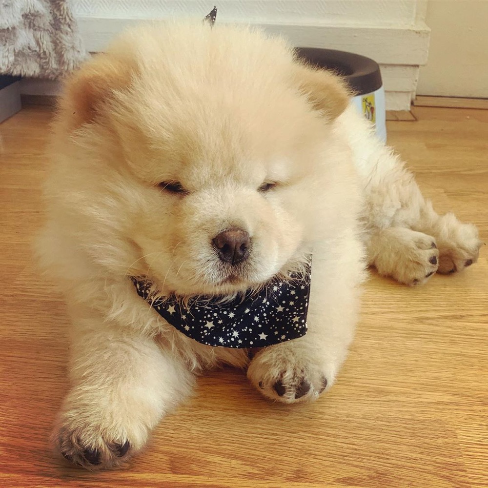 Bubble, Chow Chow puppy