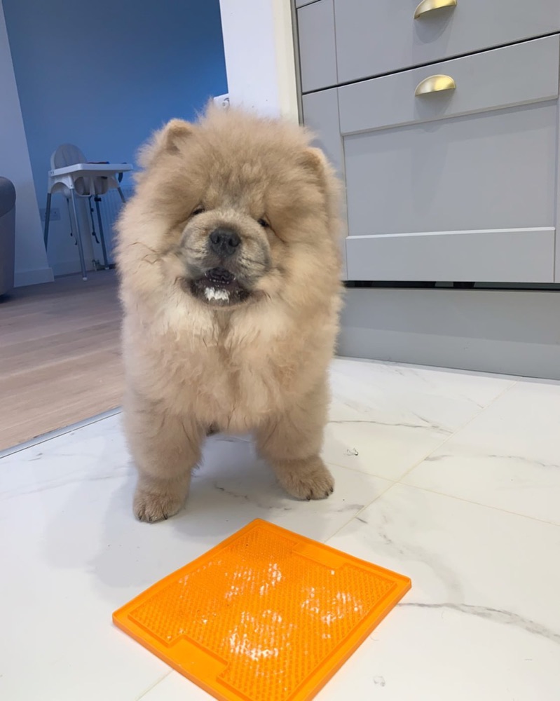 Chow Chow puppy