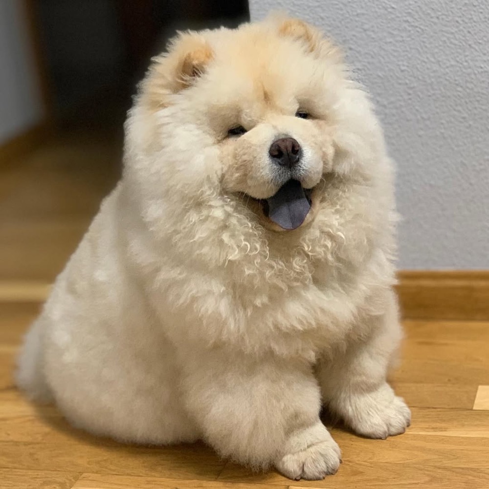 Hansel, Chow Chow puppy