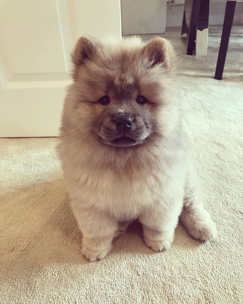 Misty, Chow Chow puppy