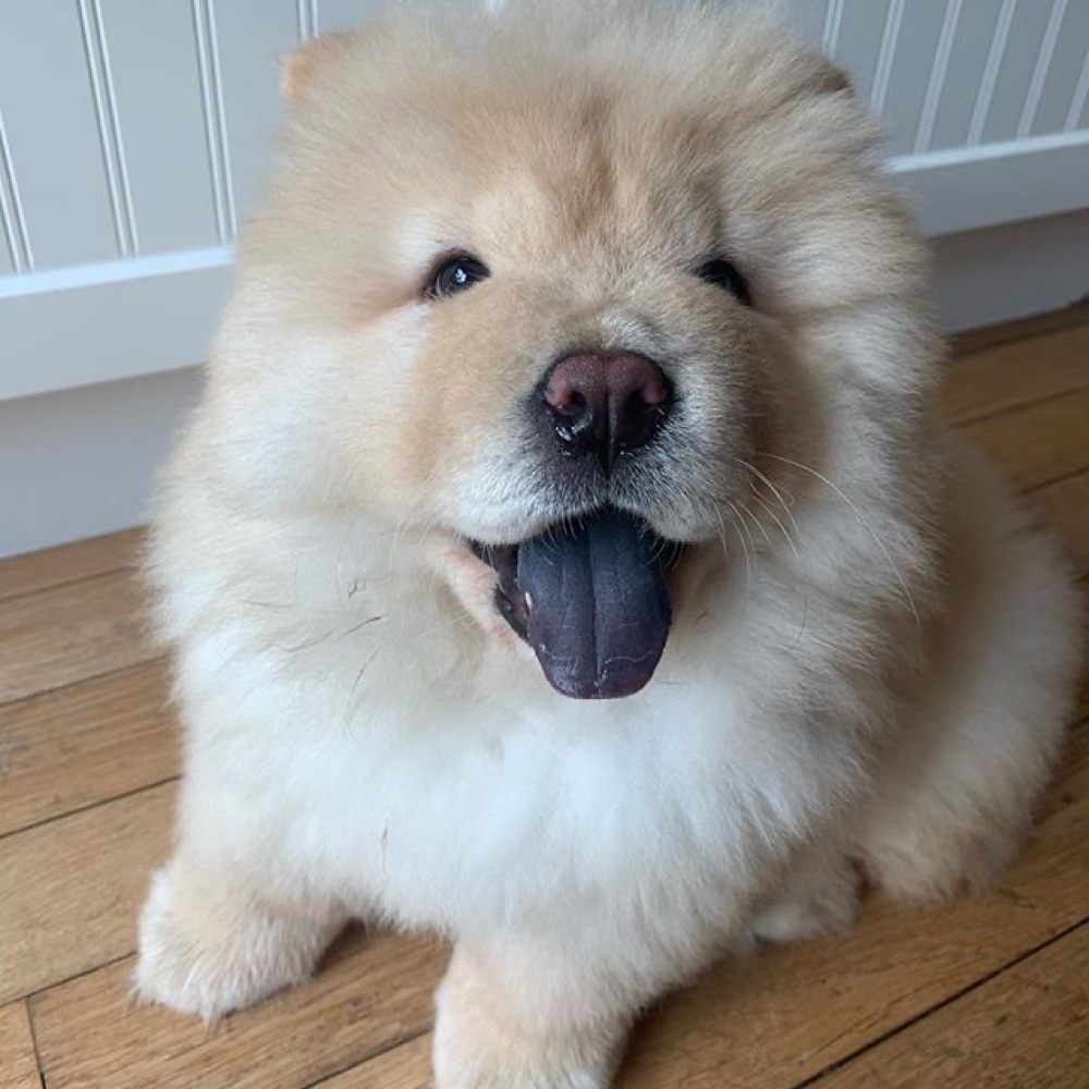 Sammie, Chow Chow puppy