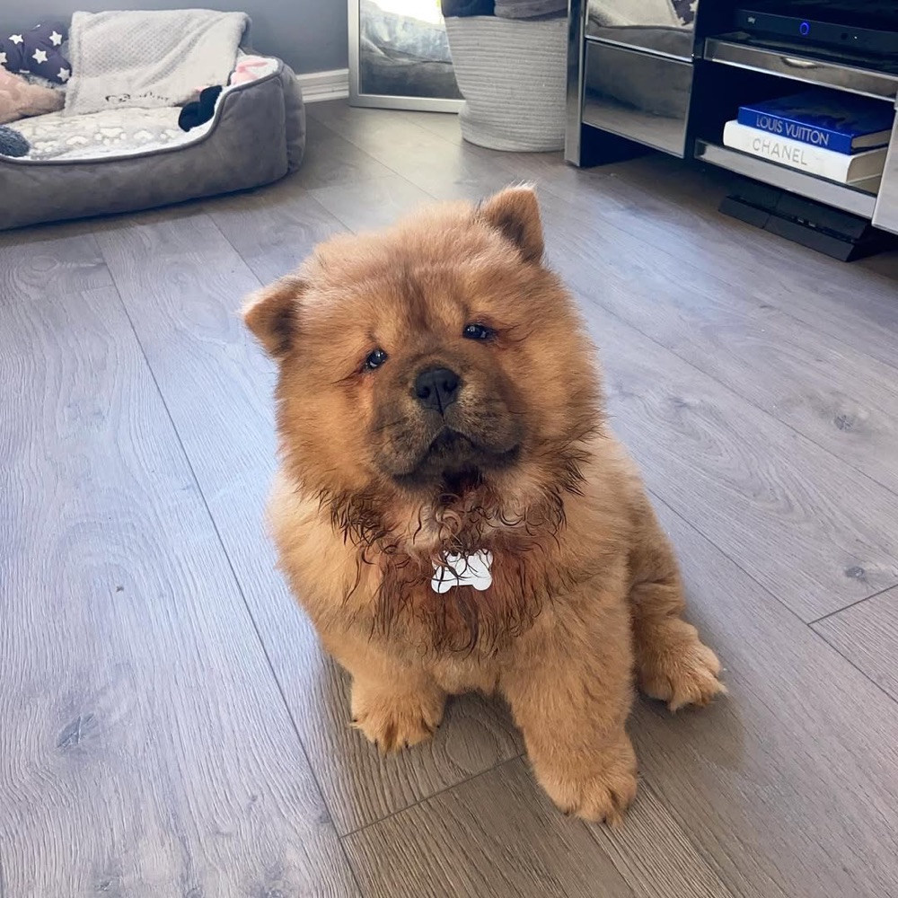 Winnie, Chow Chow puppy
