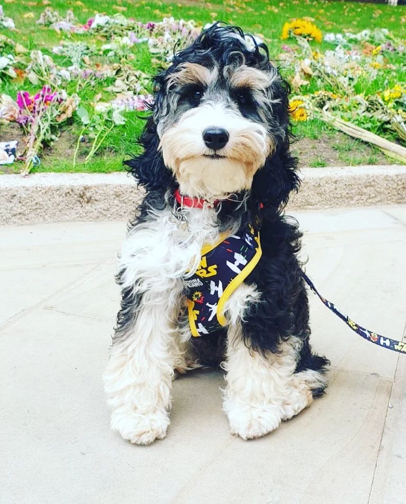 Callie, Cockapoo puppy