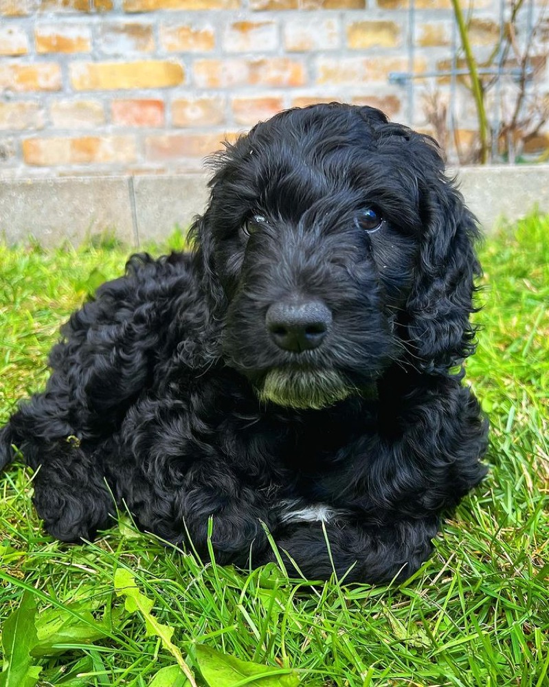 Kenya, Cockapoo puppy