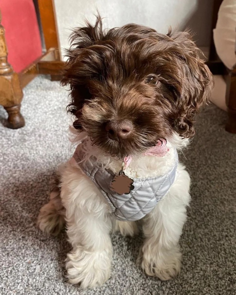 Cockapoo puppy