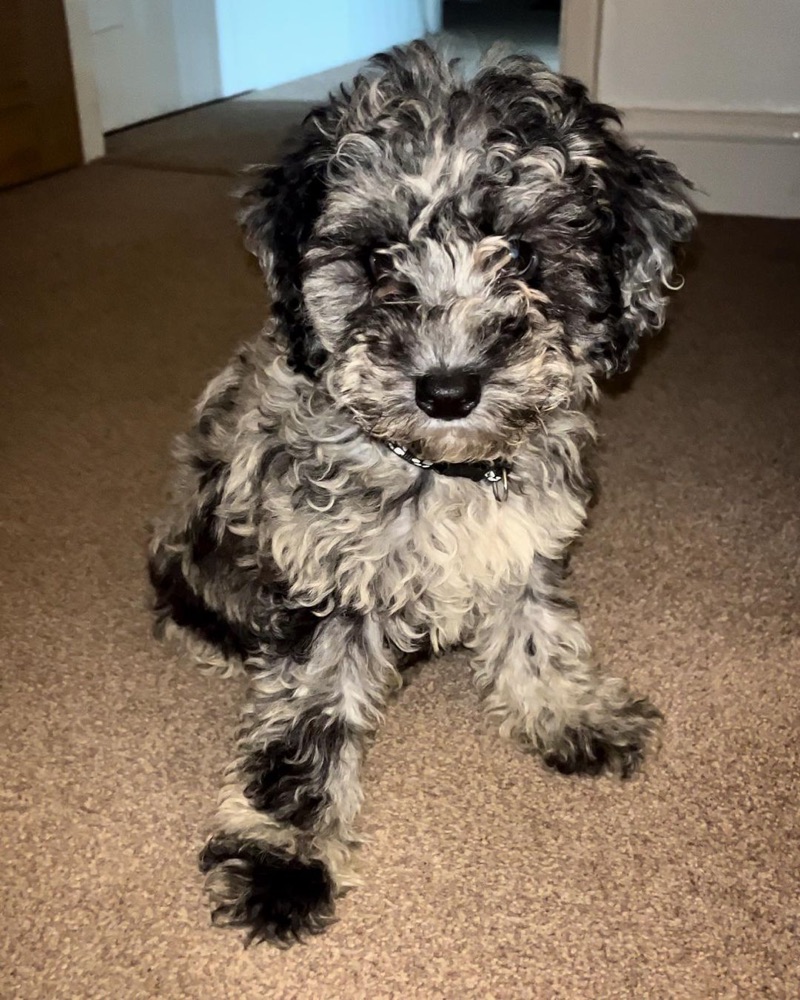 Milo, Cockapoo puppy