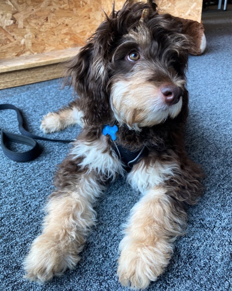 Milot, Cockapoo puppy