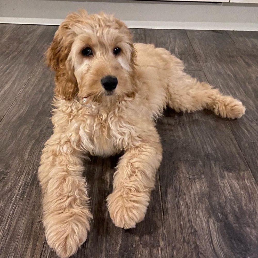 Poppy, Cockapoo puppy