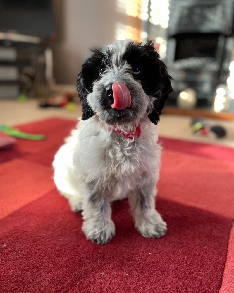 Roger, Cockapoo puppy