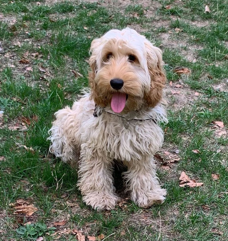 Teddy, Cockapoo puppy