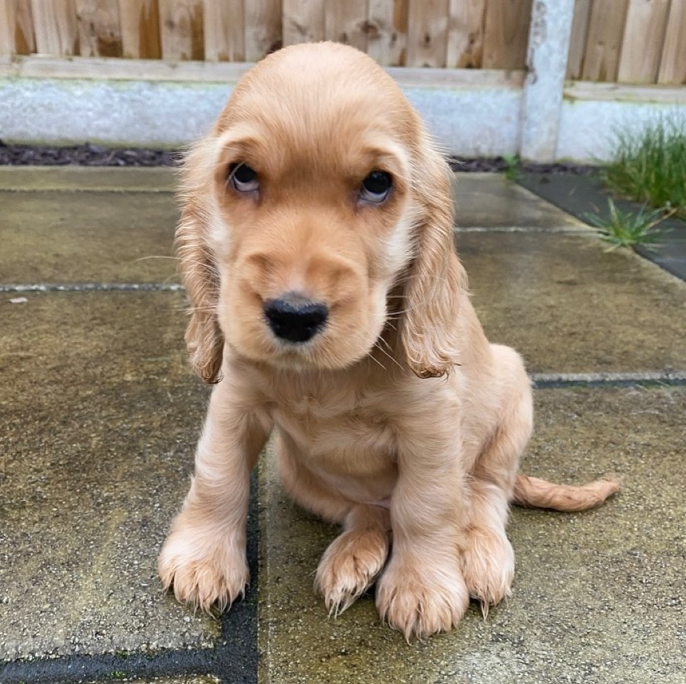 James, Cocker Spaniel puppy