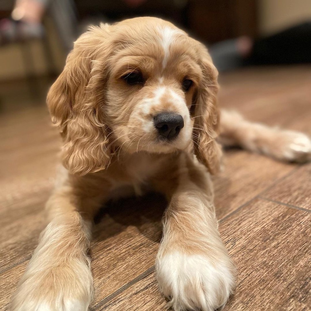 Jax, Cocker Spaniel puppy