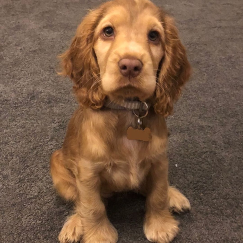 Cocker Spaniel puppy