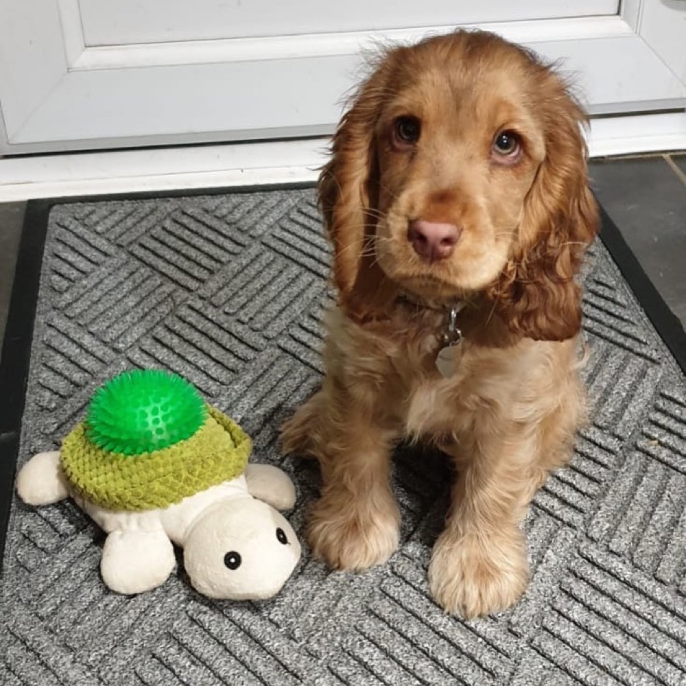 Molly, Cocker Spaniel puppy