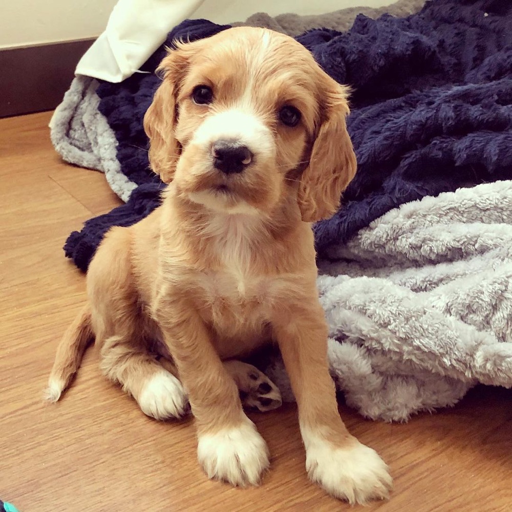 Ollie, Cocker Spaniel puppy