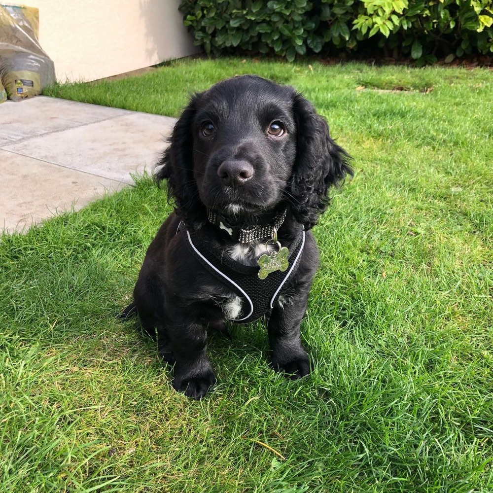Rory, Cocker Spaniel puppy