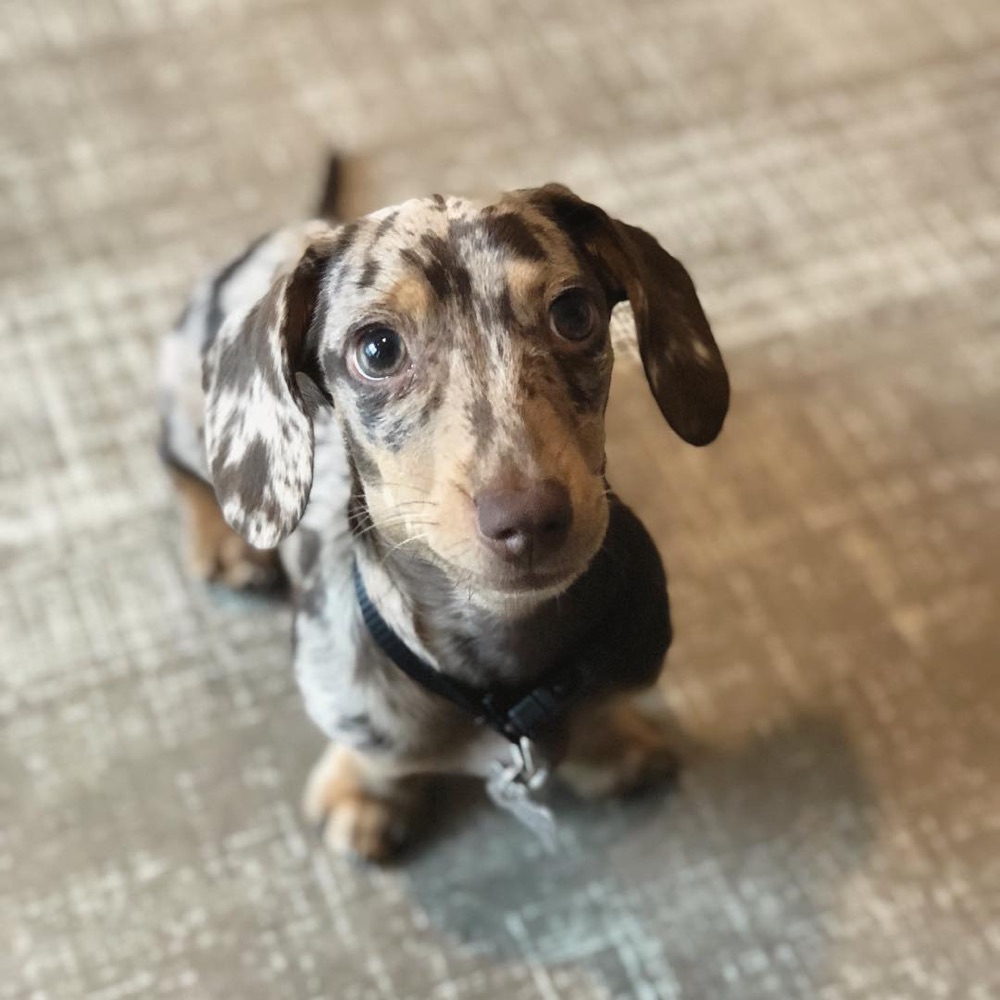 Budy, Dachshund puppy