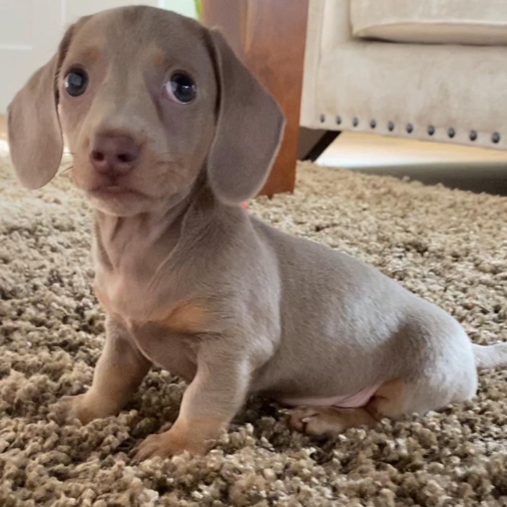 Dobby, Dachshund puppy