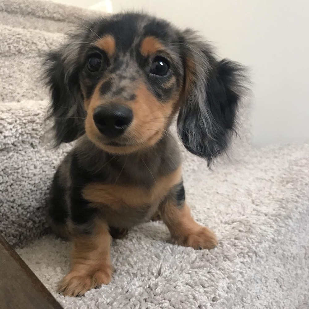 Ice, Dachshund puppy