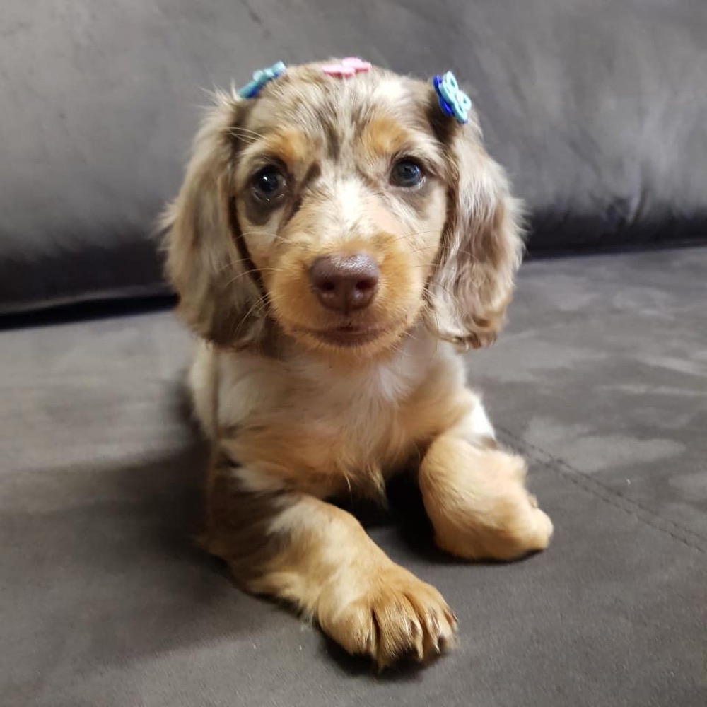 Dachshund puppy