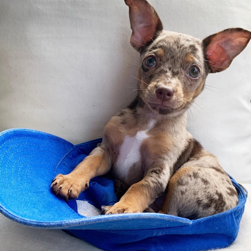 Loulou, Dachshund puppy