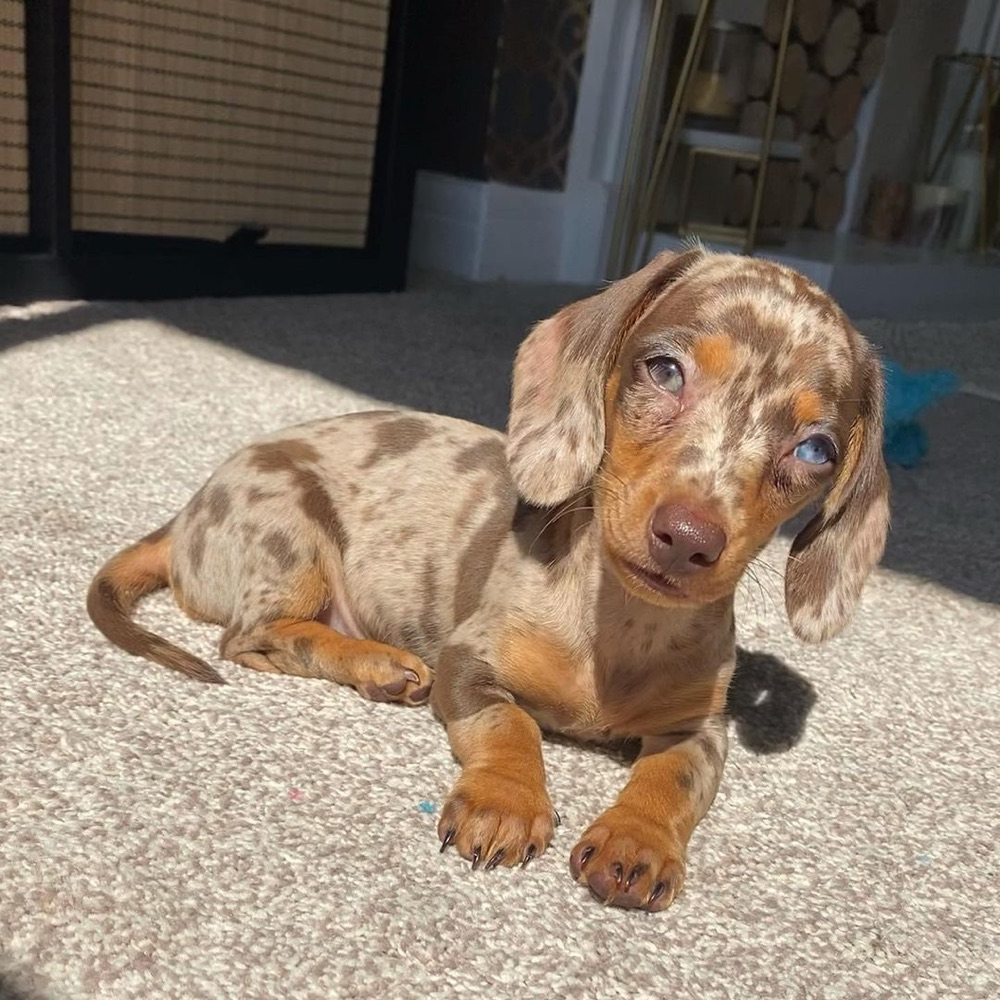 Phil, Dachshund puppy
