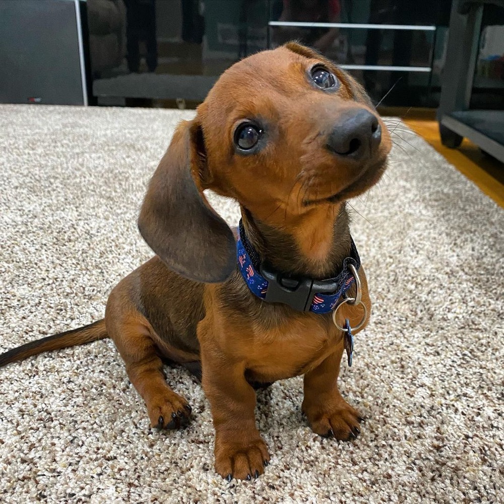 Steph, Dachshund puppy