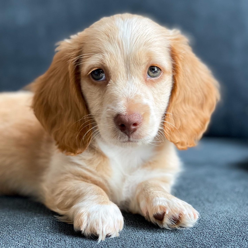 Sunny, Dachshund puppy
