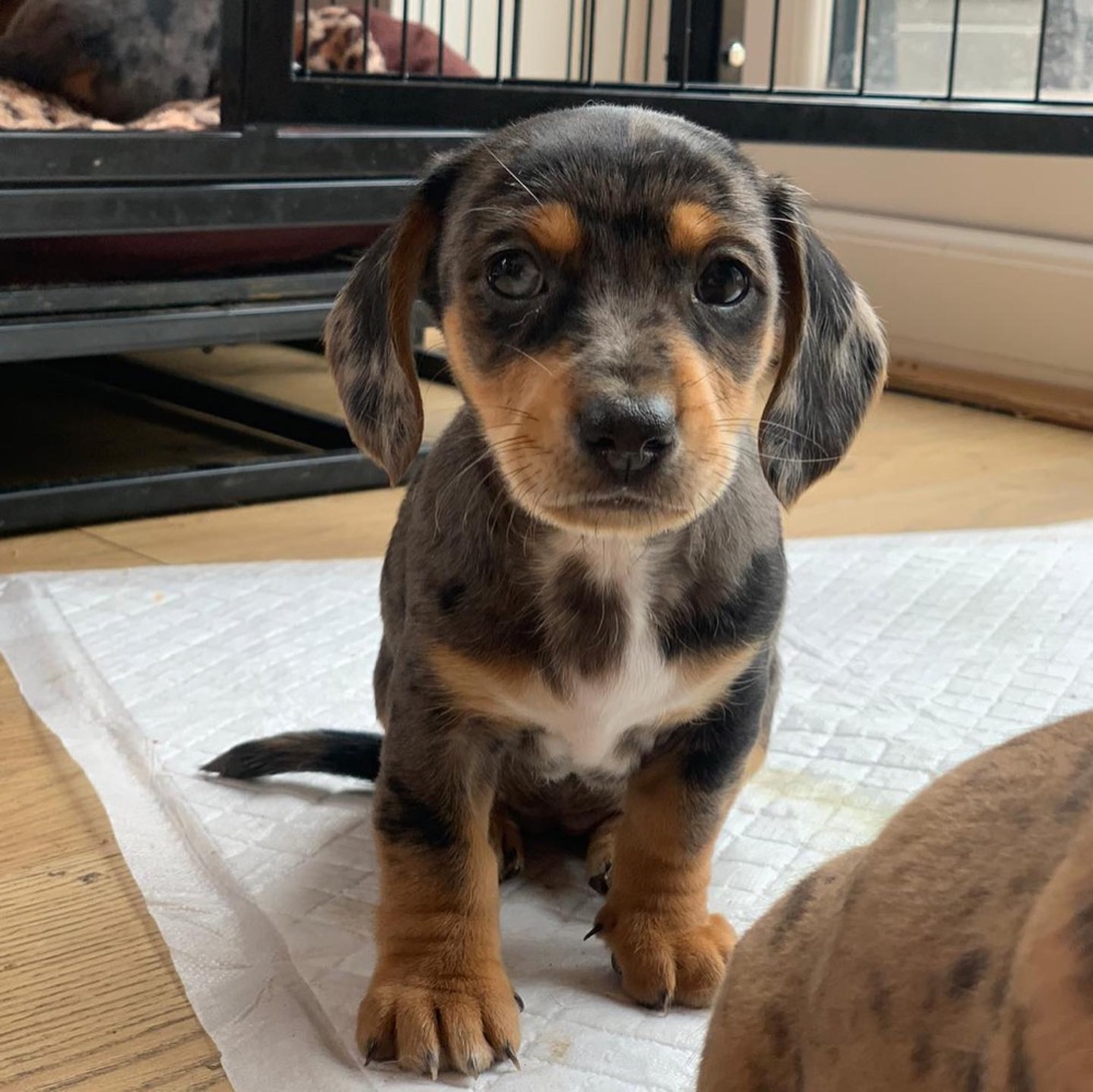 Winnie, Dachshund puppy